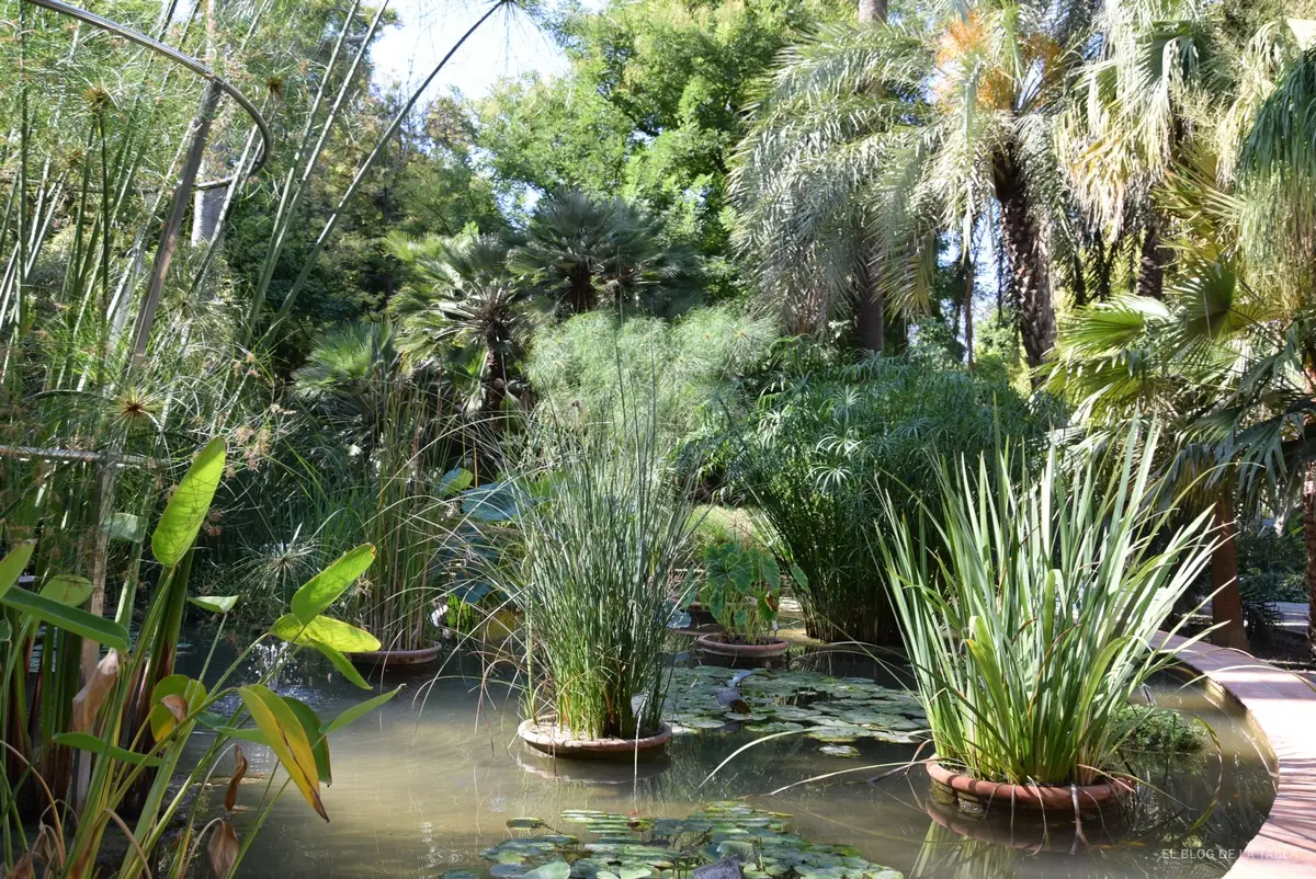 Especies palustres en contenedores dentro de una laguna